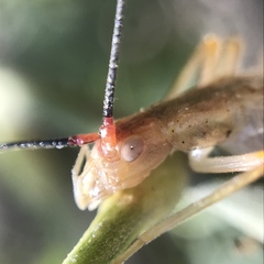 Oecanthus varicornis