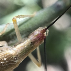 Oecanthus varicornis
