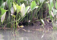 Phleocryptes melanops