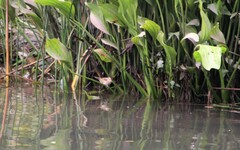 Phleocryptes melanops