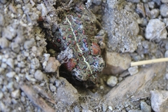 Anaxyrus boreas halophilus