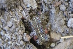 Anaxyrus boreas halophilus