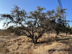 Quercus engelmannii