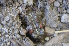 Anaxyrus boreas halophilus