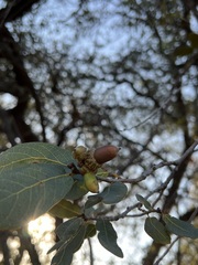 Quercus engelmannii