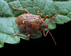 Cermatulus nasalis