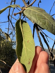 Quercus engelmannii