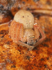 Neosparassus diana
