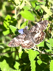 Chiomara georgina