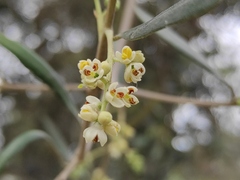 Olea europaea