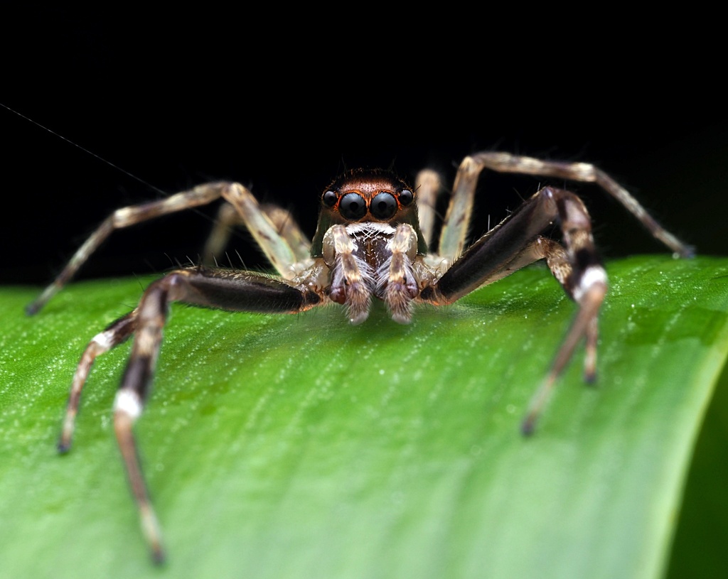 Bronze hopper from Kaeo, New Zealand on October 24, 2022 at 0331 AM by Tom · iNaturalist