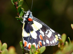 Delias aganippe