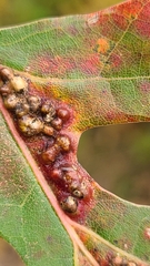 Melikaiella ostensackeni