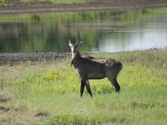 Boselaphus tragocamelus