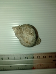 Stramonita biserialis