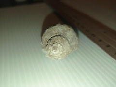 Stramonita biserialis