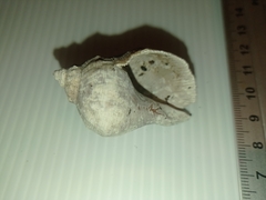 Stramonita biserialis