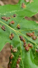 Melikaiella ostensackeni