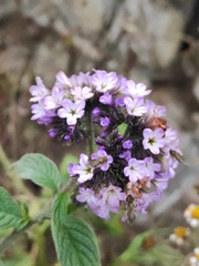 Heliotropium arborescens