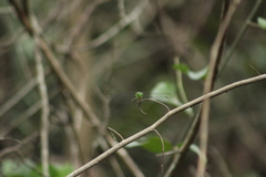 Erythemis vesiculosa
