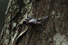 Aratus pisonii