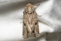 Spodoptera mauritia