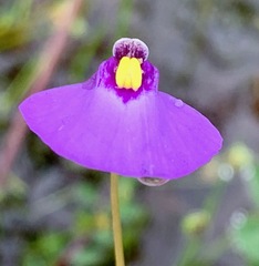 Utricularia barkeri