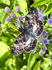 Chiomara georgina