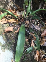 Carex fraseriana