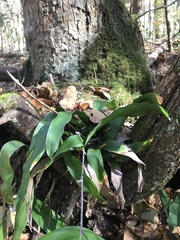 Carex fraseriana
