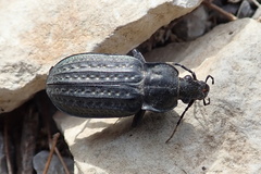 Carabus clatratus