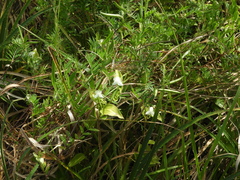 Tradescantia fluminensis