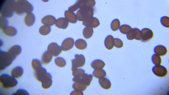 Panaeolus fimicola