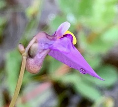 Utricularia barkeri