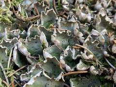 Peltigera aphthosa