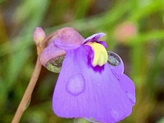 Utricularia barkeri