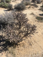 Cylindropuntia ramosissima