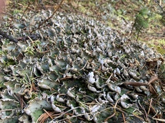 Peltigera aphthosa
