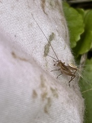 Trigonidium japonicum