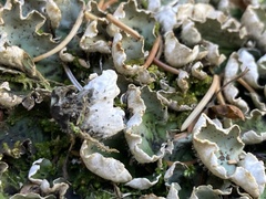 Peltigera aphthosa