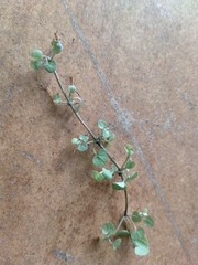 Nertera scapanioides