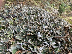 Peltigera aphthosa