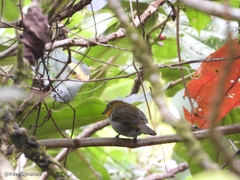 Chlorospingus flavigularis