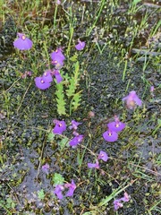 Utricularia barkeri