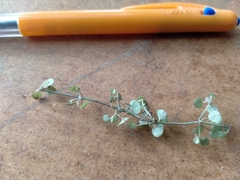 Nertera scapanioides