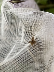 Trigonidium japonicum