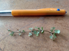 Nertera scapanioides