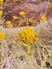 Flaveria chlorifolia