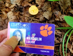 Cyptotrama chrysopepla