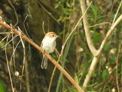 Myiophobus fasciatus